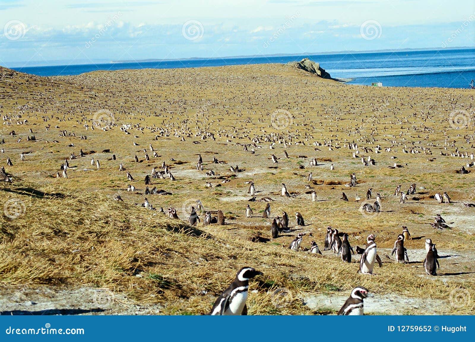 Penguins on Magdalena Island, Chile Stock Photo - Image of animals