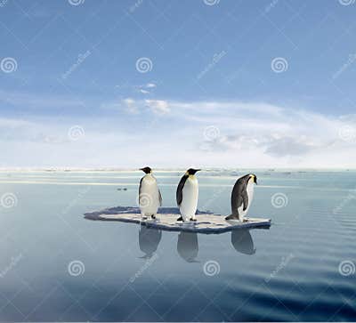 Penguins on Melting Iceberg Stock Image - Image of animal, floats: 5280195