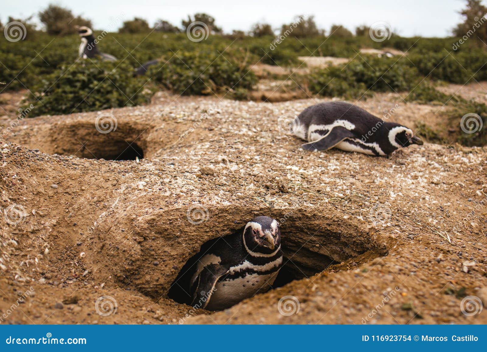 penguins in patagonia peninsula de valdes argentina, magellanic penguin