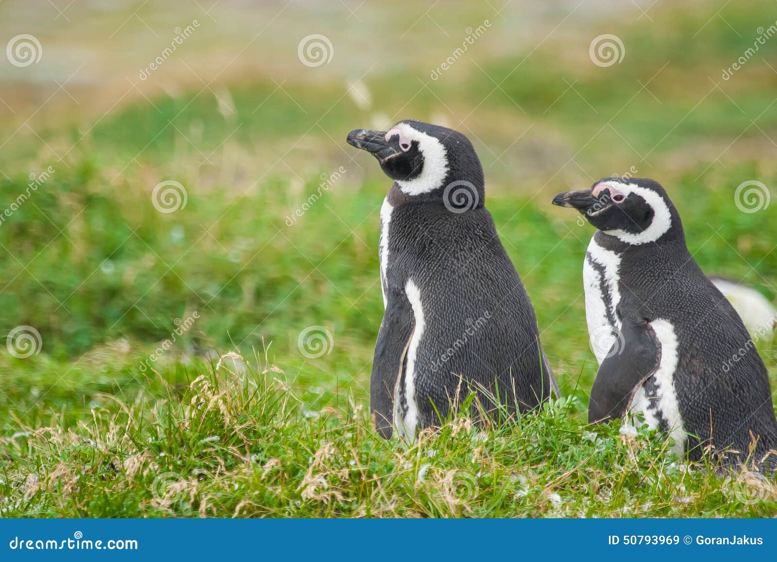 penguins in punta arenas