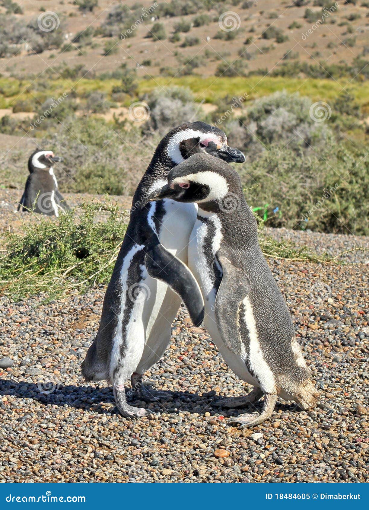 penguins in punto tombo, argentinian patagonia.