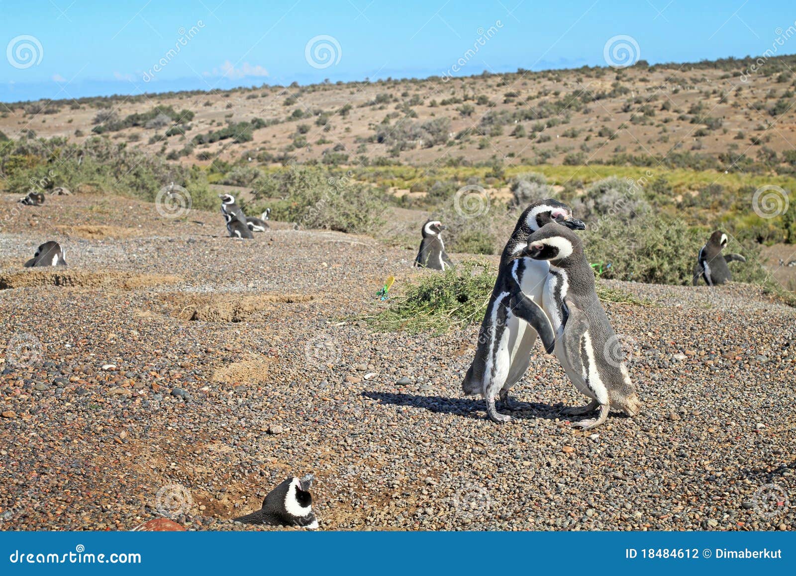 penguins in punto tombo, argentinian patagonia.