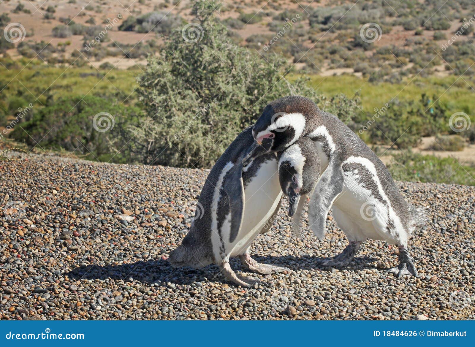 penguins in punto tombo, argentinian patagonia.