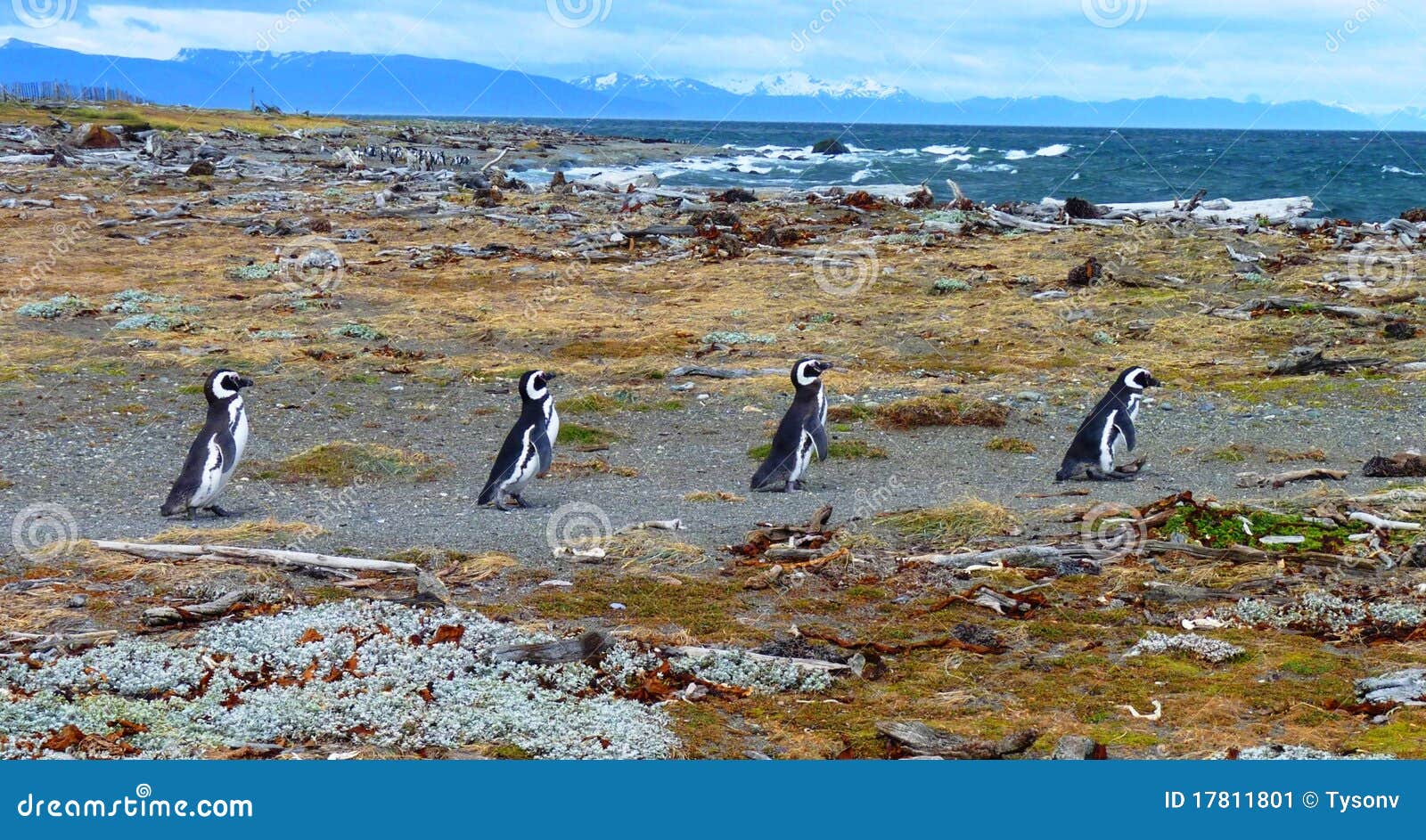 Penguins in South America stock image. Image of abbey - 17811801