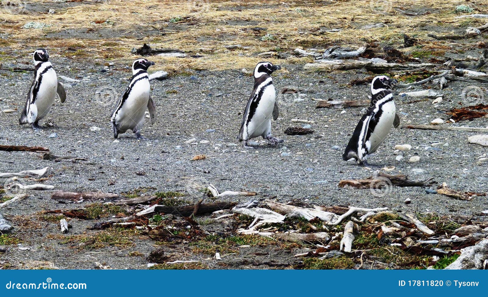Penguins in South America stock photo. Image of line - 17811820