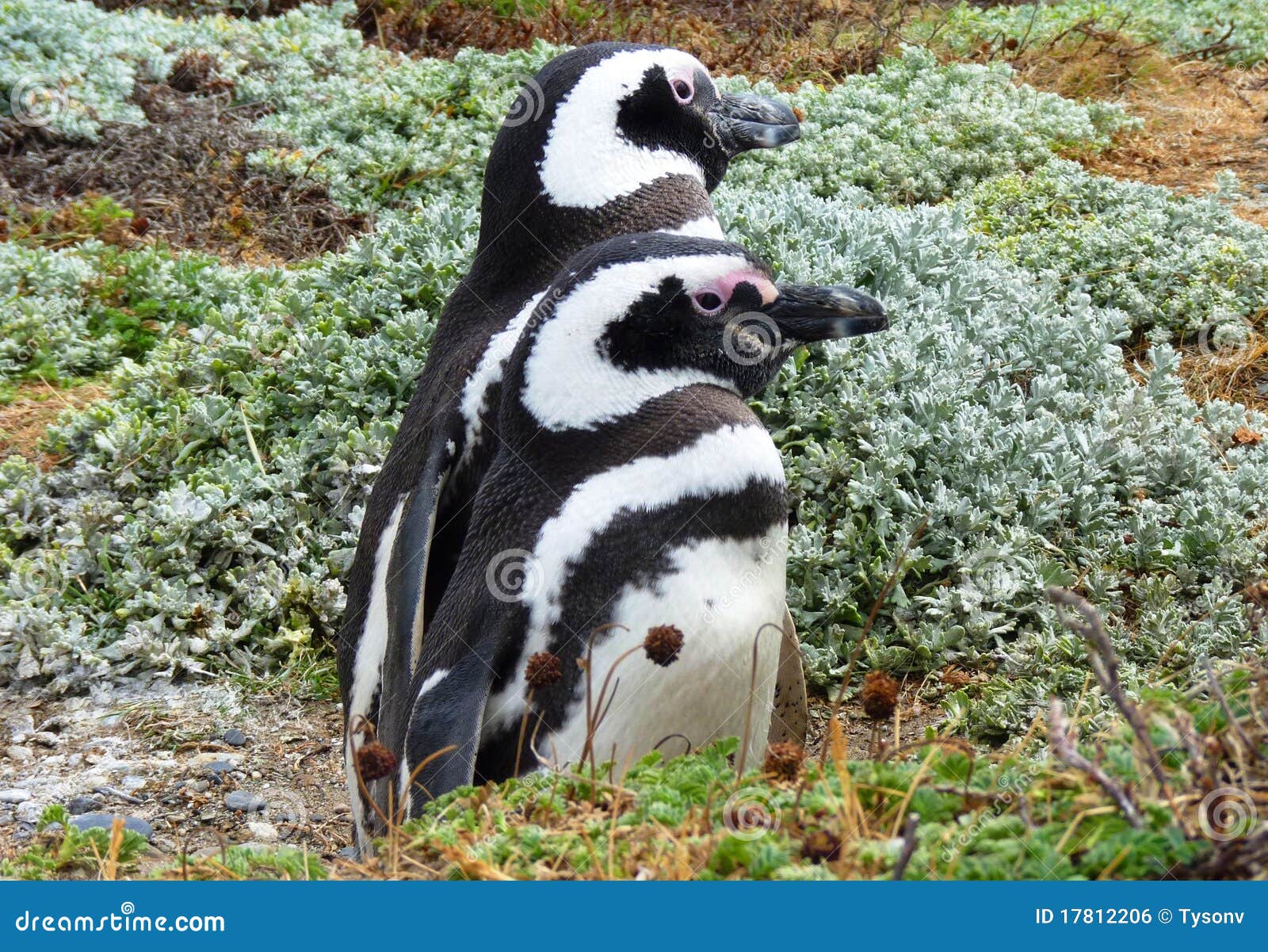 Penguins in South America stock photo. Image of north - 17812206