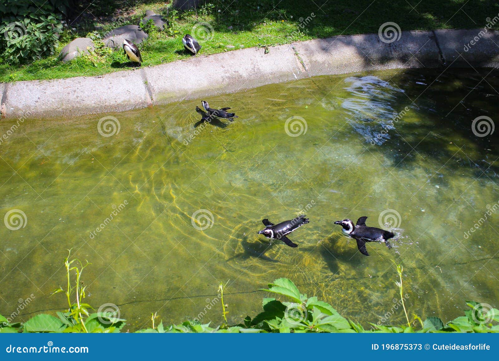 Penguins Swimming in a Shallow Pool at the Zoo Stock Image Image of