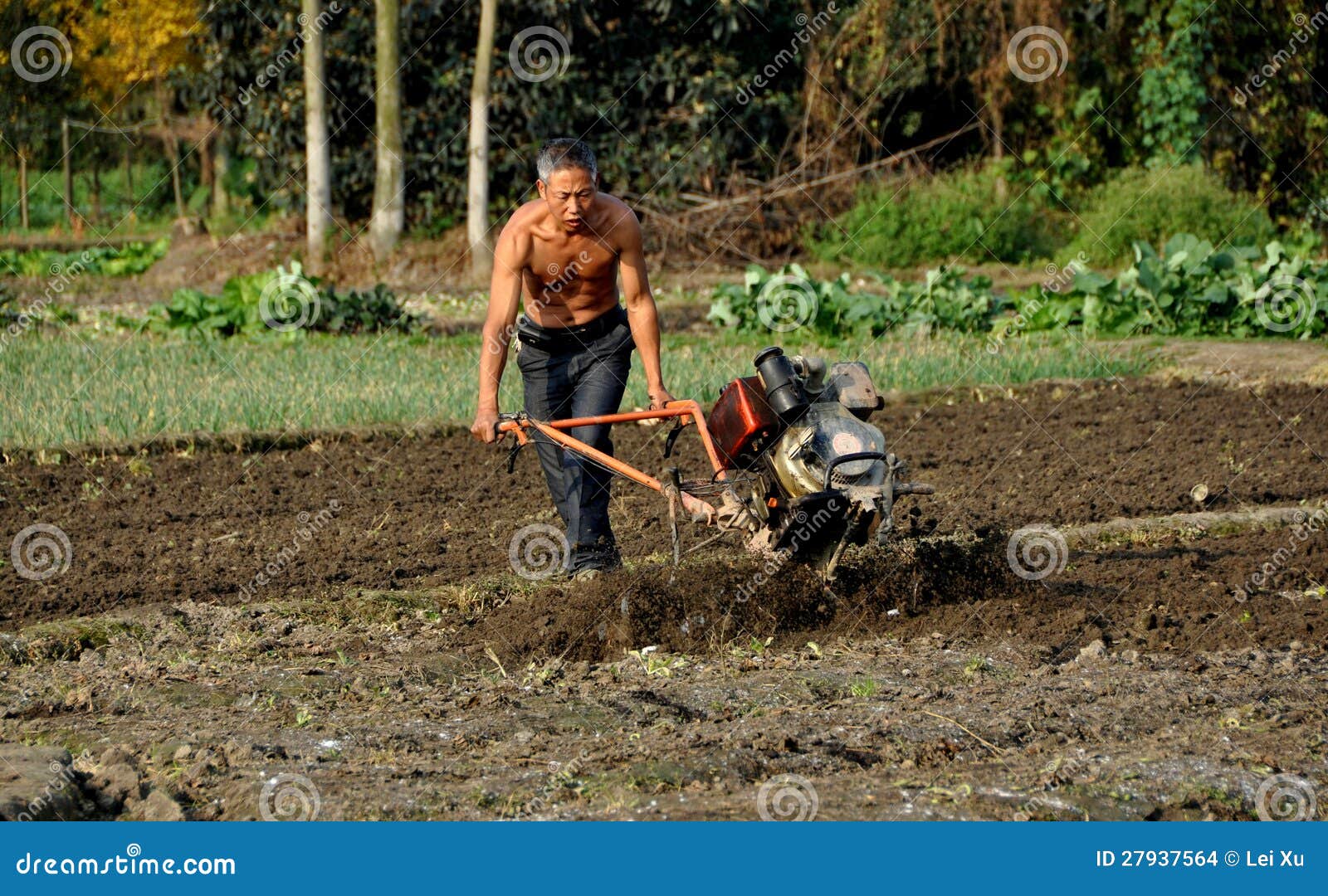 Pengzhou, China Farmer Ploughing Field Editorial Stock Image Image