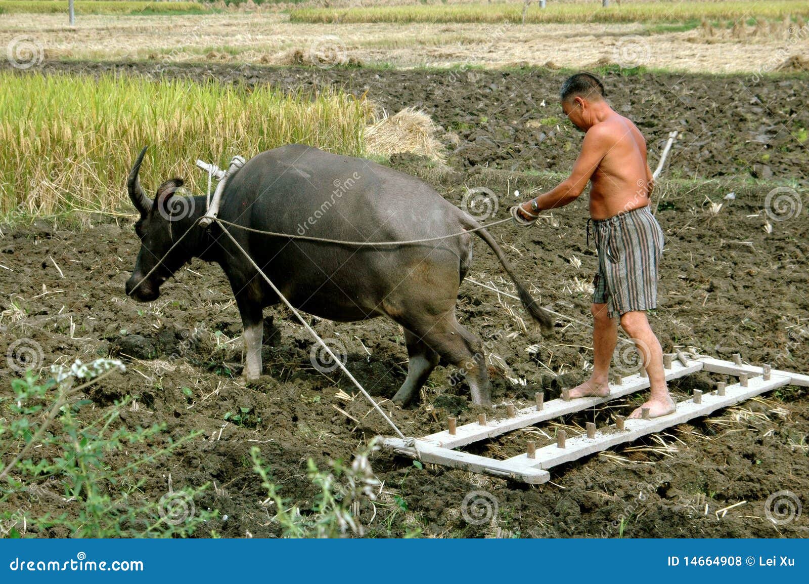Pengzhou, China Farmer Plowing with Water Buffalo Editorial Stock