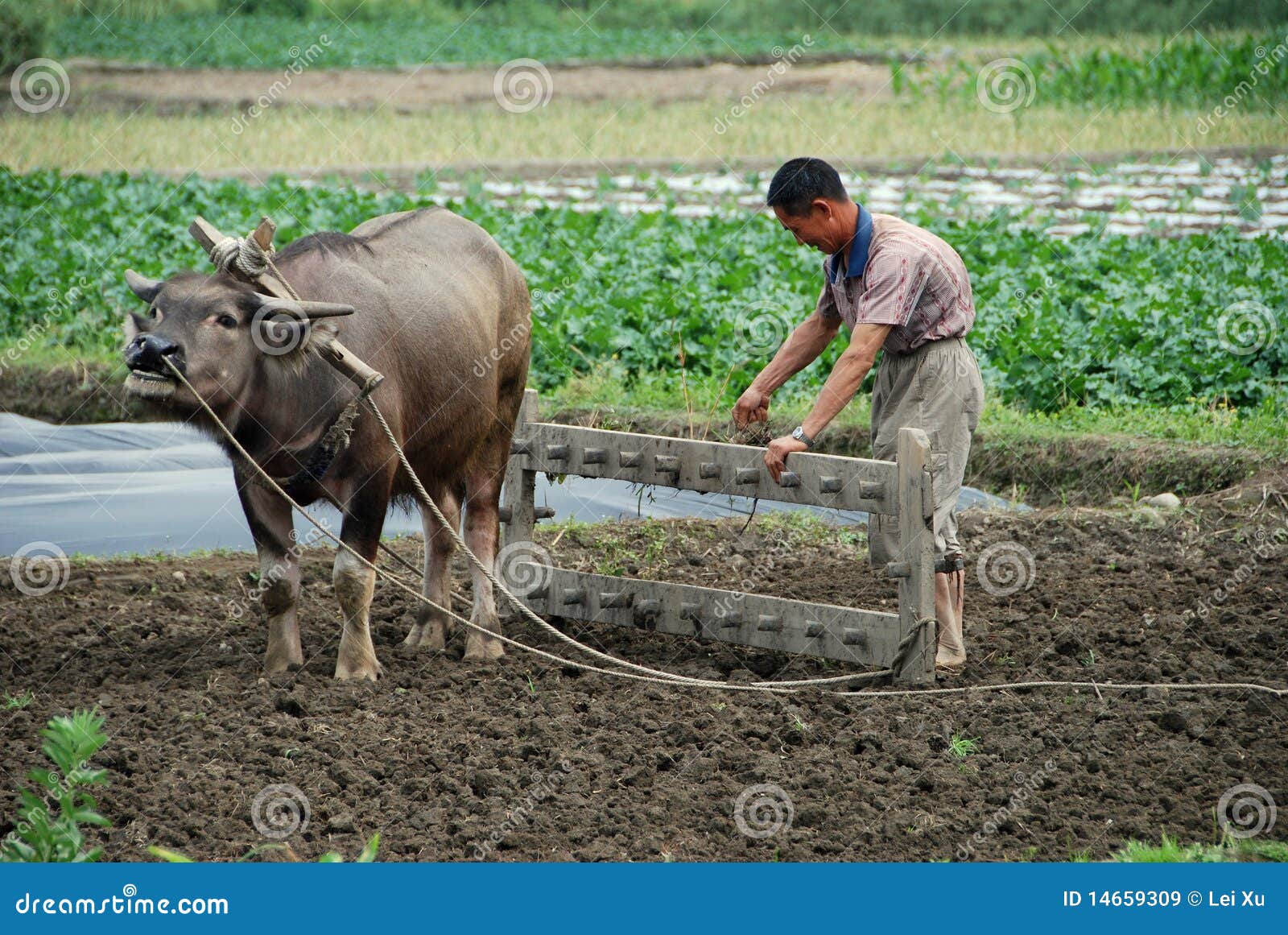 Pengzhou, China Farmer and Water Buffalo Editorial Stock Image Image