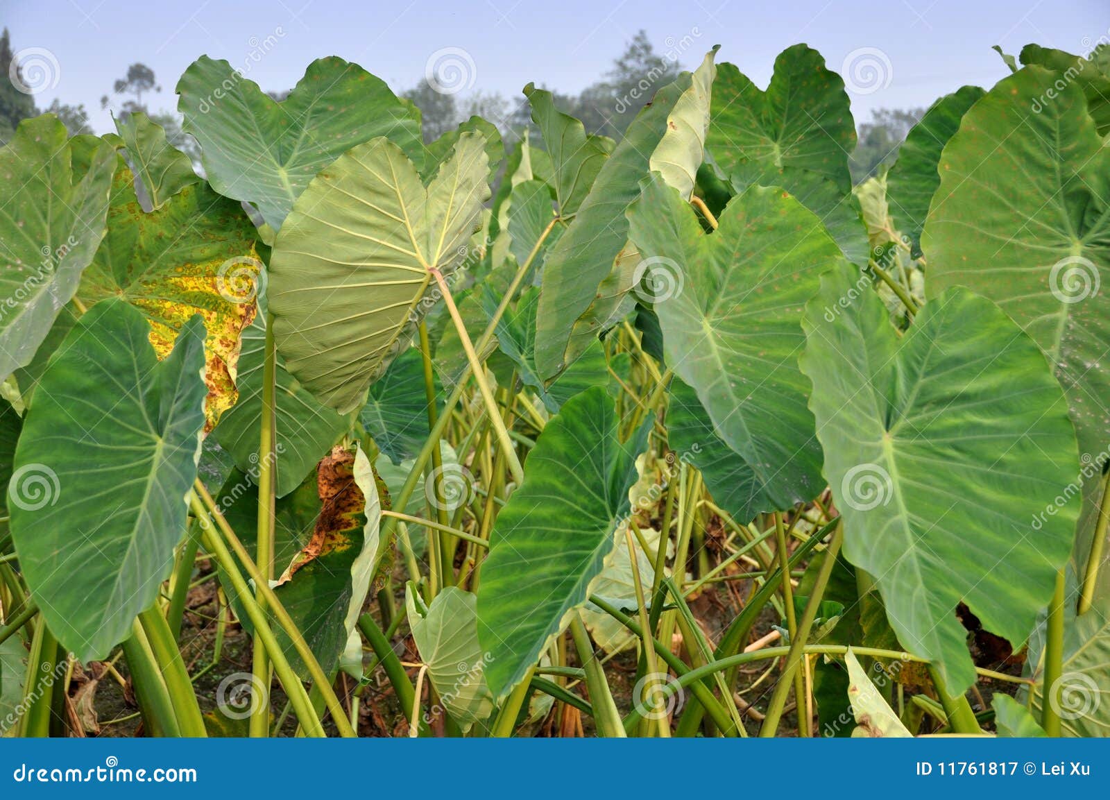 Pengzhou, China: Hojas del taro gigante. Un campo de las plantas de taro gigante con su distinto, grande, hojas casi triangulares, crecidas para sus raíces que son una grapa de la cocina de Sichuan, en una granja en Pengzhou, provincia de Sichuan, China - foto de Lee Snider.