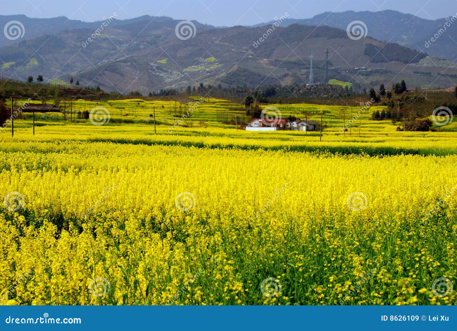 Pengzhou, China Yellow Rapeseed Flowers Stock Image Image of
