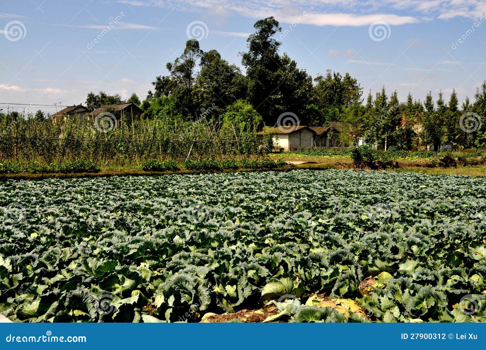 Pengzhou，中国： 在四川农场的圆白菜域. 生长在交叉往来的竹杆的圆白菜和遥远的青豆的一个大域在Pengzhou的一个四川省农场，中国。