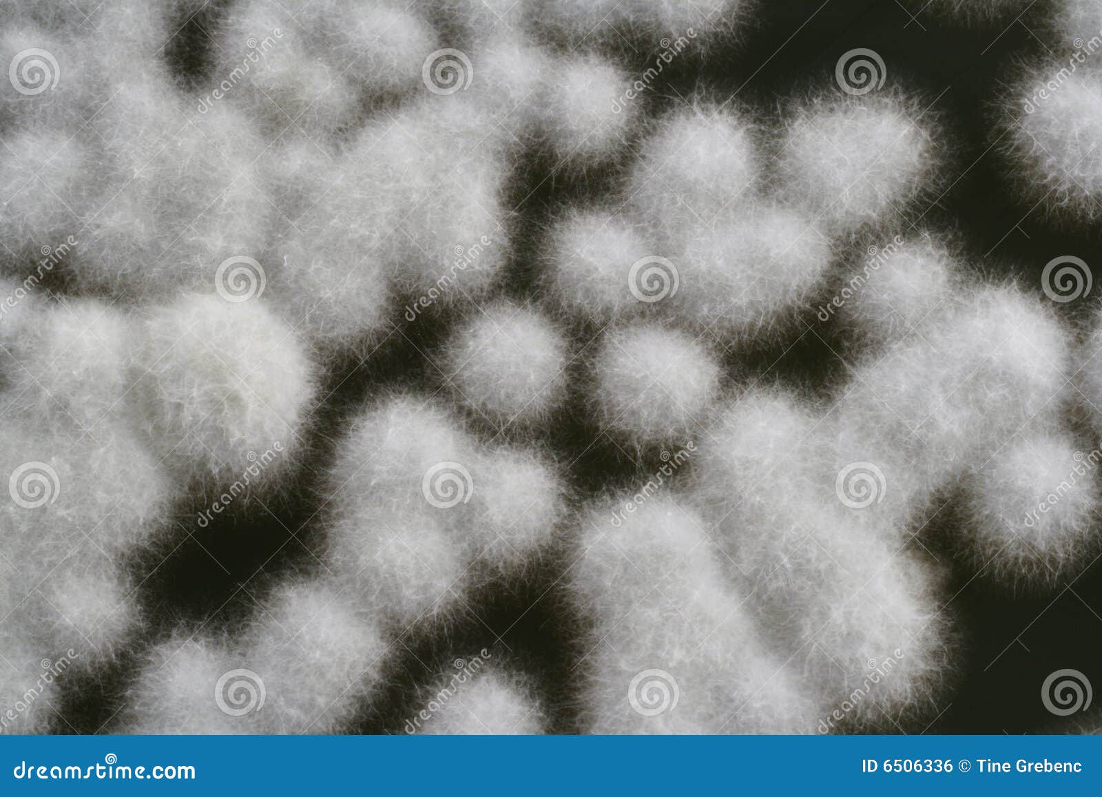 Penicillium stock photo. Image of microbiology, dishware 6506336