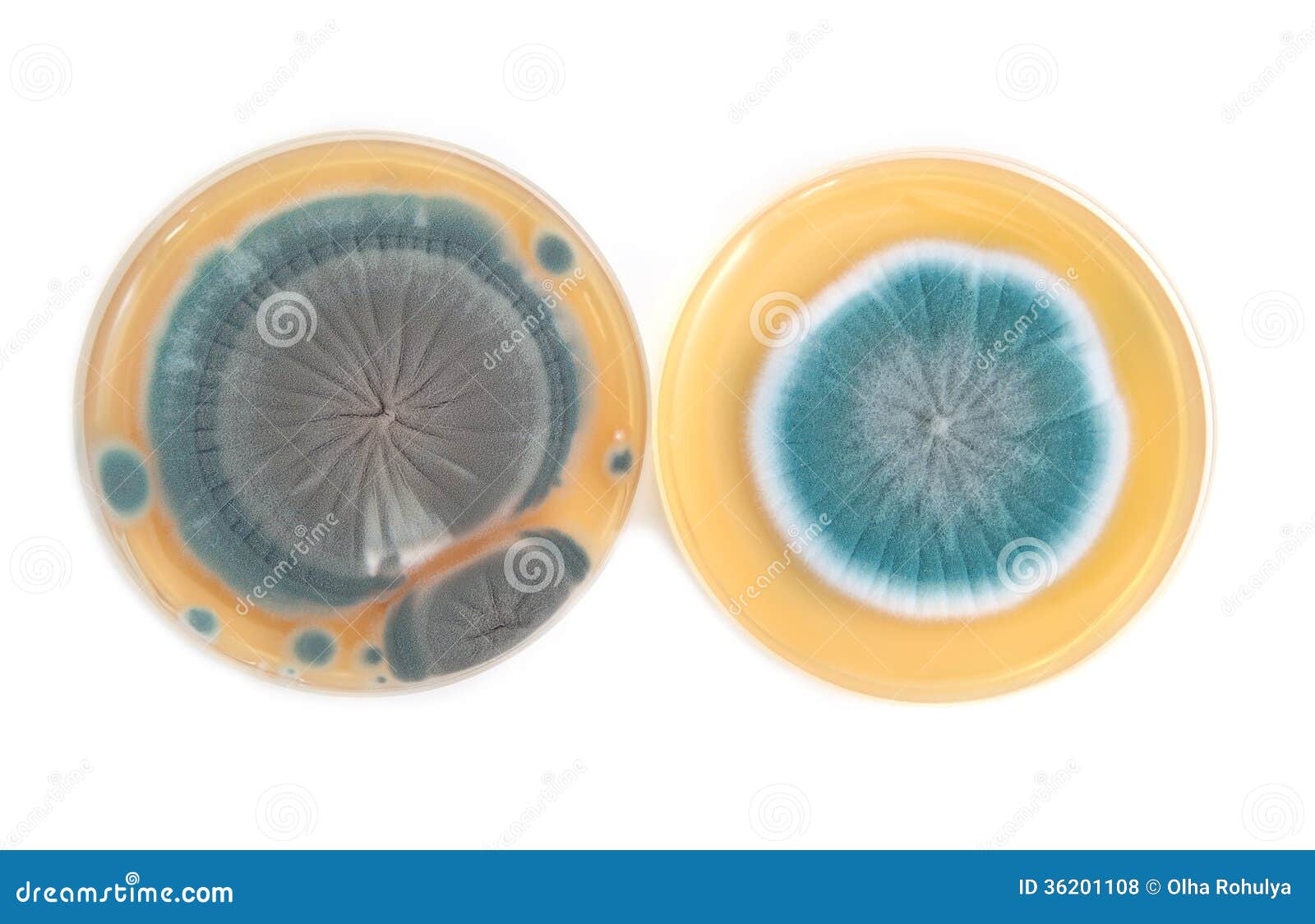 penicillium fungi on agar plate