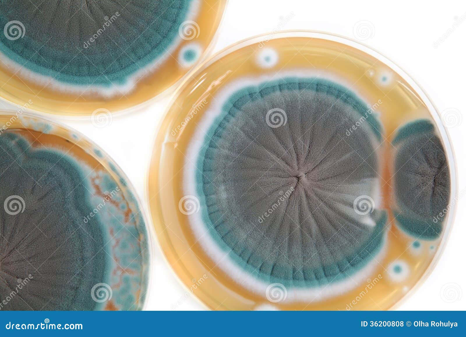 penicillium fungi on agar plate