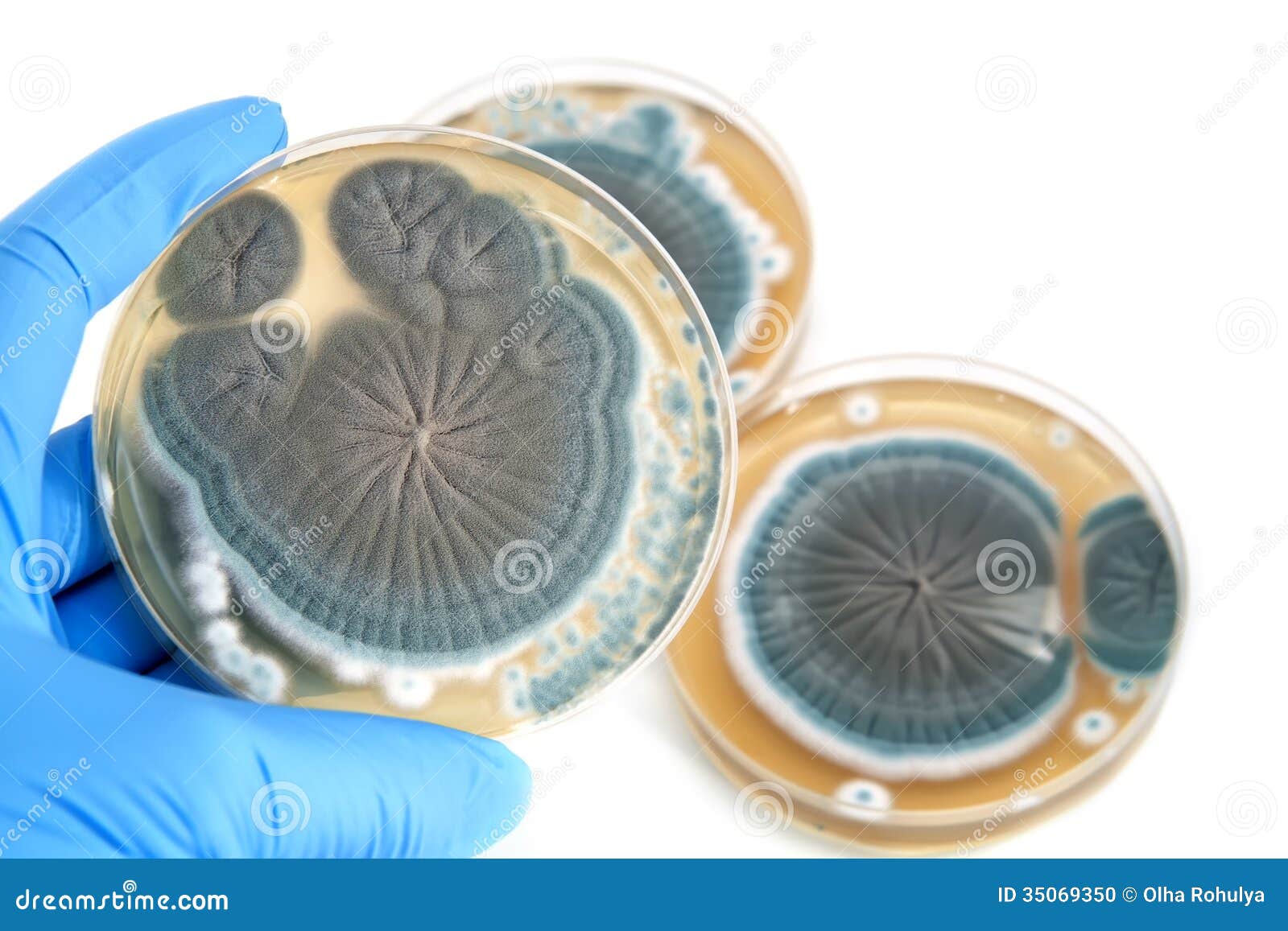 penicillium fungi on agar plate over white