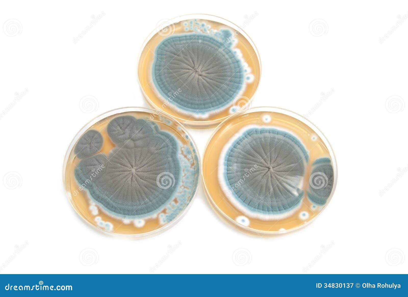 penicillium fungi on agar plates over white