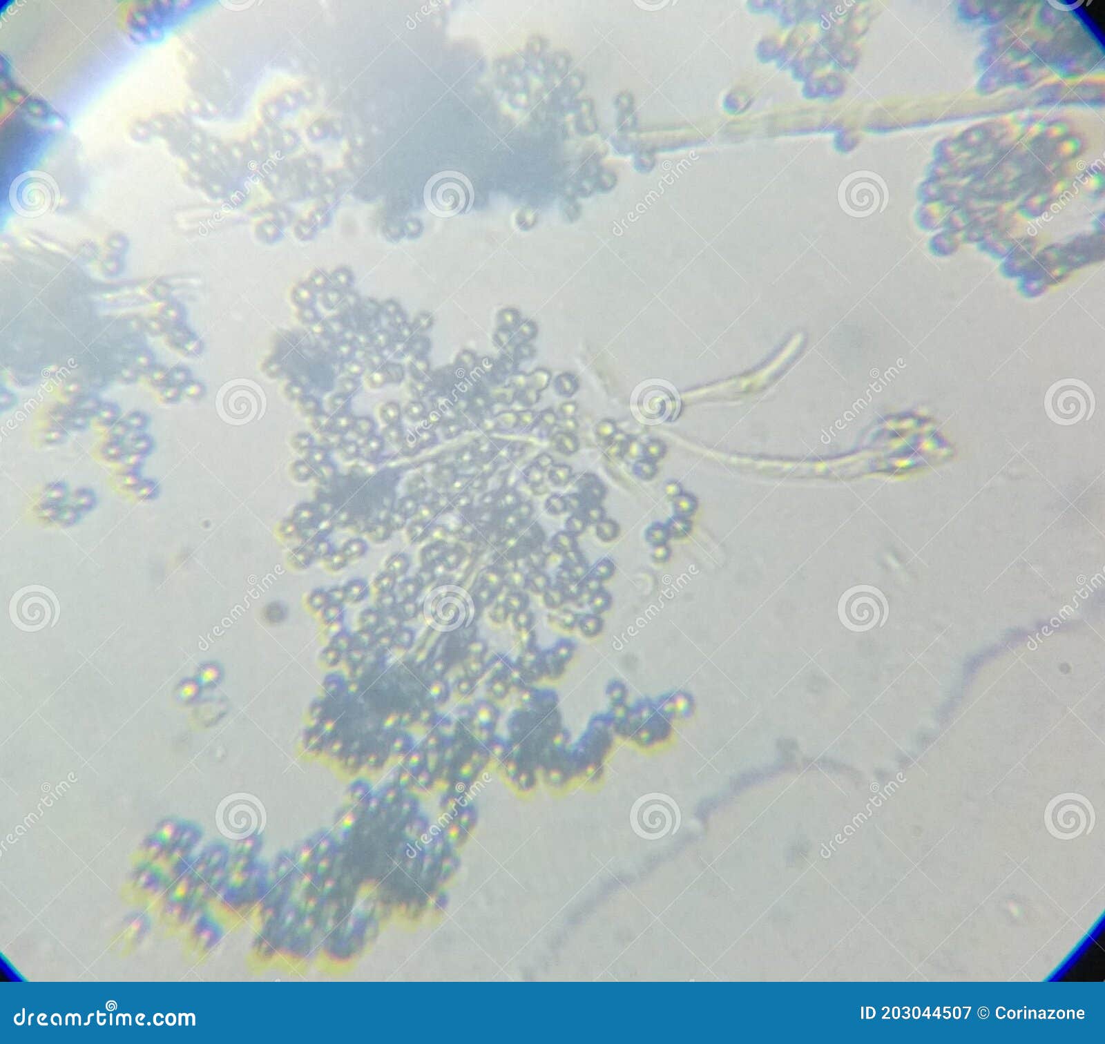 Penicillium Genus Mold Fungal Spores Mycelium Under the Microcope Stock ...