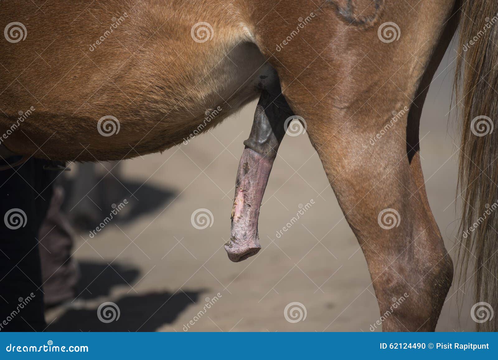 Penis of horse Java ,Indonesia.