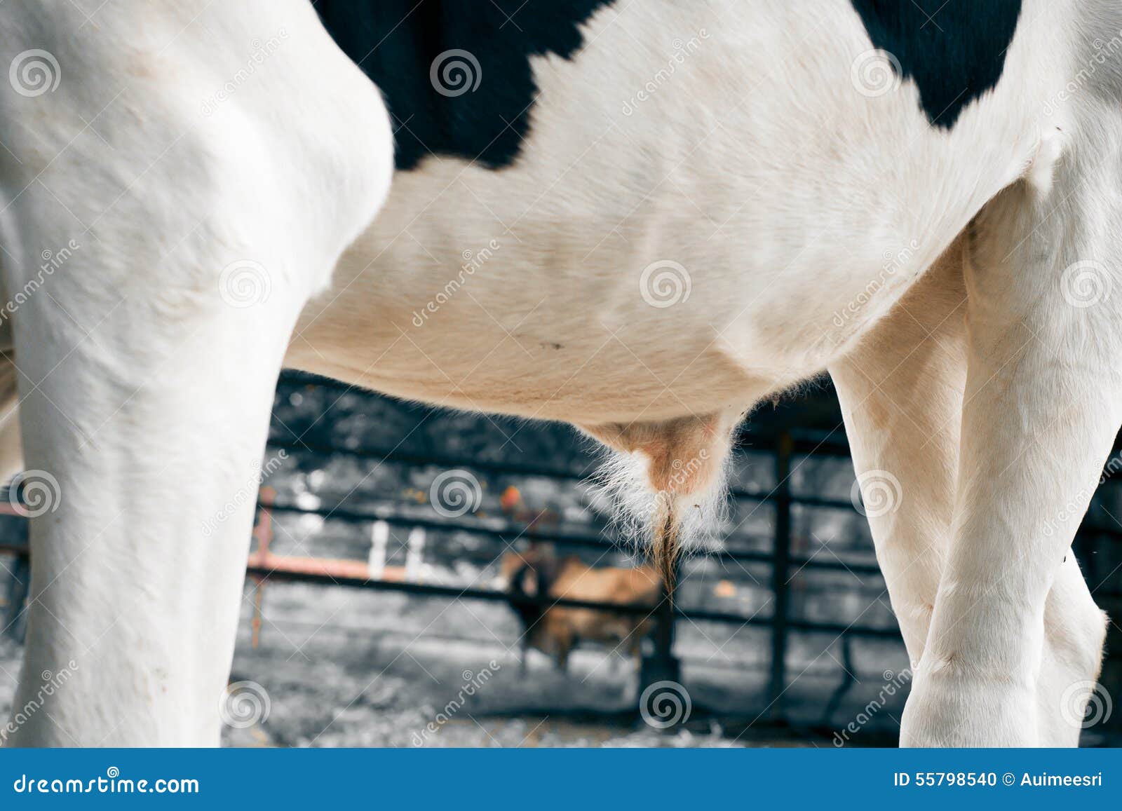 Terminologie ondernemen vitamine Penis and Testis of Cow for Agriculture Stock Photo - Image of livestock, farm: 55798540 Terminologie ondernemen vitamine Penis and Testis of Cow for Agriculture Stock Photo - Image of livestock, farm: 55798540