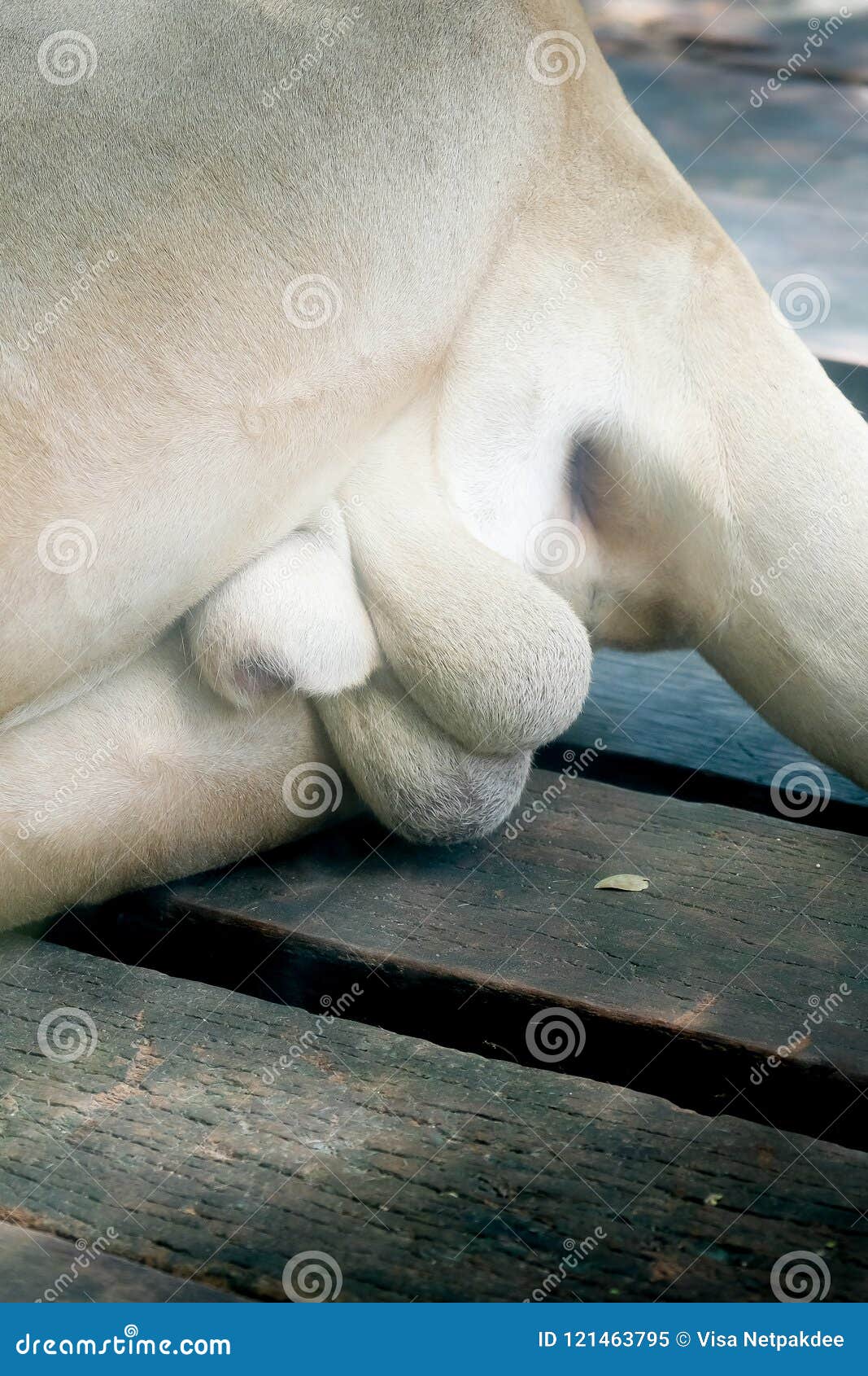 totaal verontschuldigen aanval Penis Van Mannelijke Witte Leeuw Stock Afbeelding - Image of mooi,  mannetje: 121463795