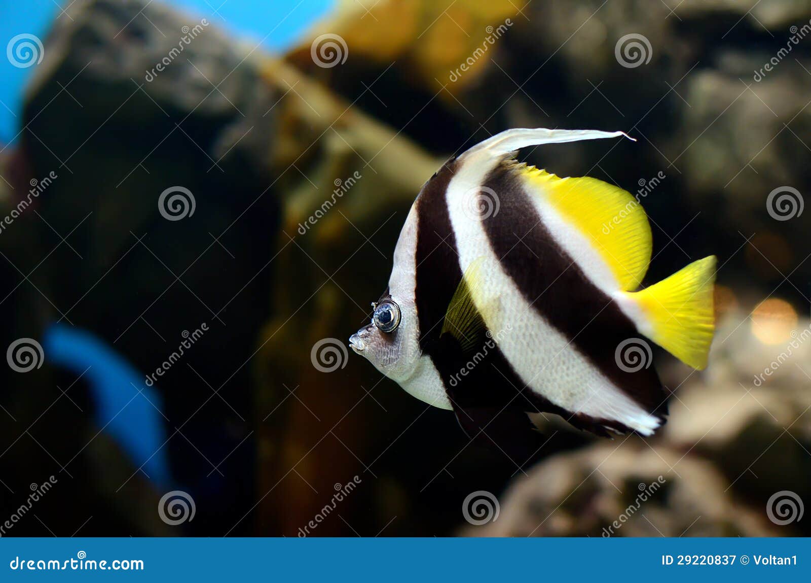 The pennant coralfish stock image. Image of marine, coralfish 29220837