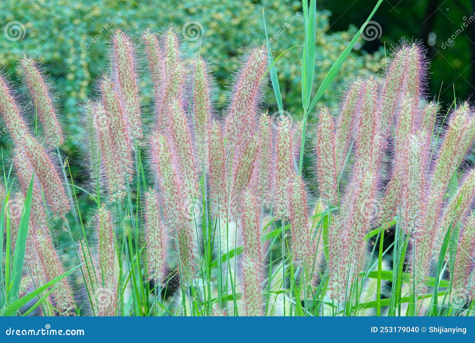 Pennisetum Setaceum , African Fountain Grass , Tender Fountain Grass