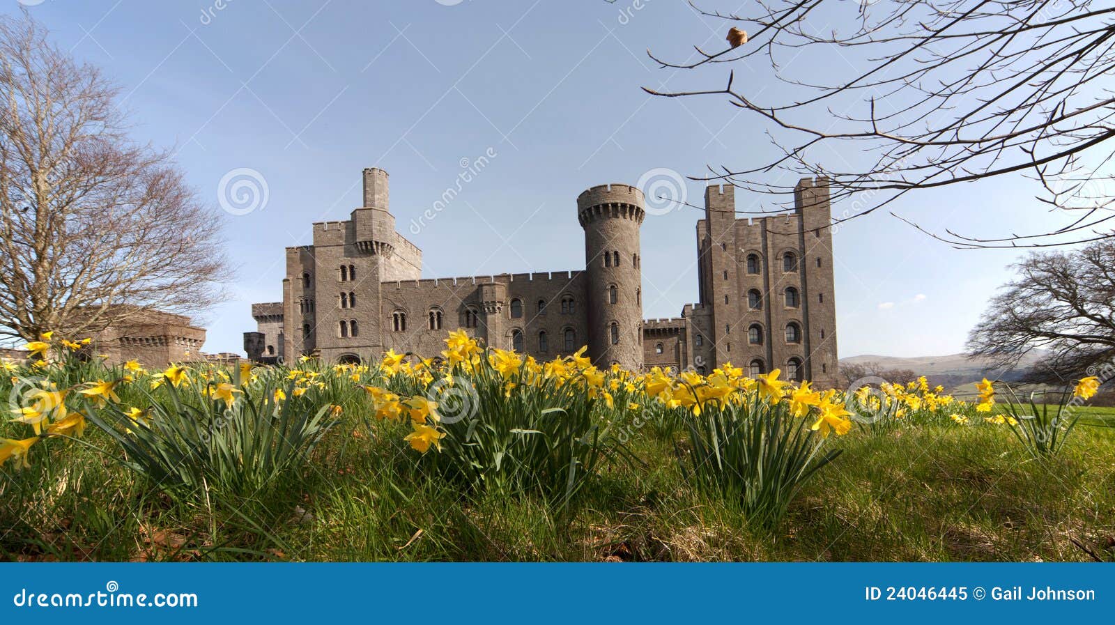 Penryhn Castle daffodils stock image. Image of castle 24046445