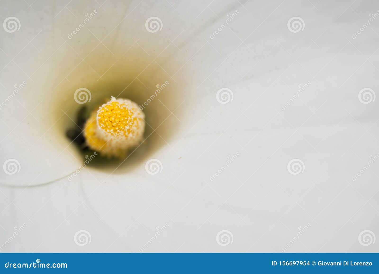 Pensée Douce De Pistil Jaune Et De Fleur Blanche Sur Le Spadix Photo stock  - Image du botanique, fragilité: 156697954