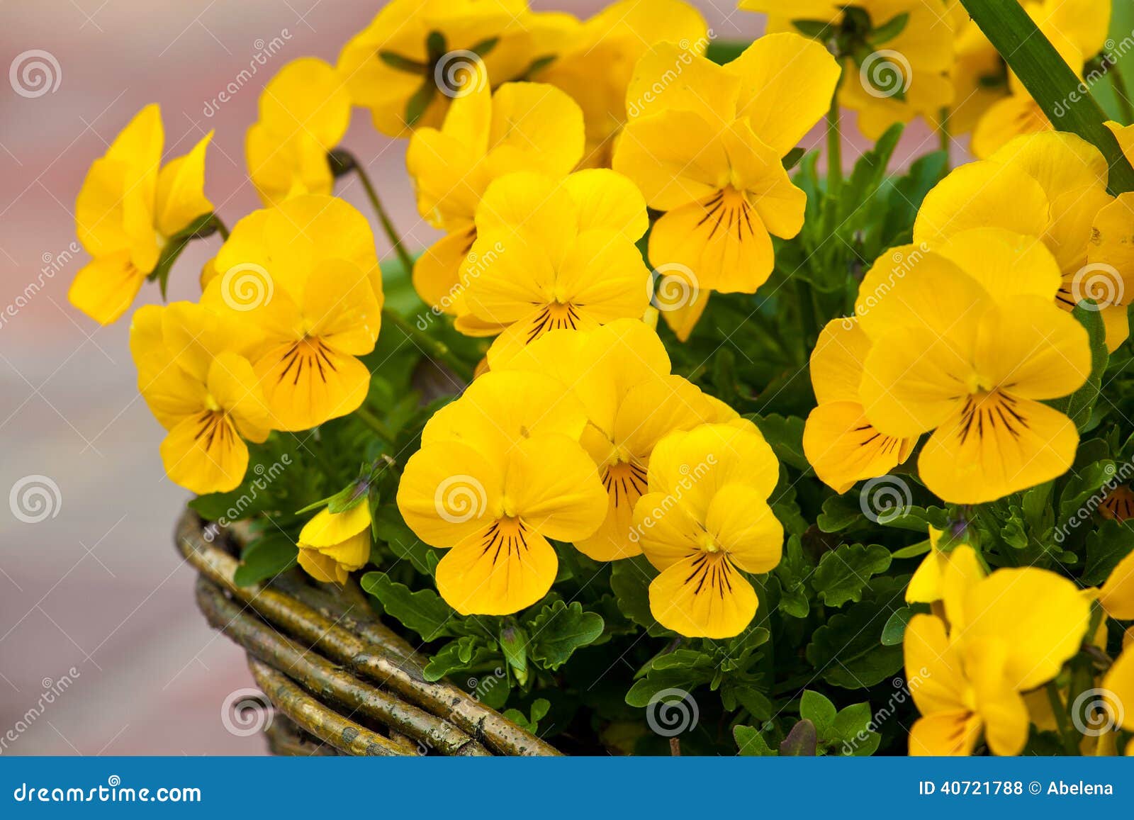 Pensée jaune photo stock. Image du beau, floral, pourpré - 40721788