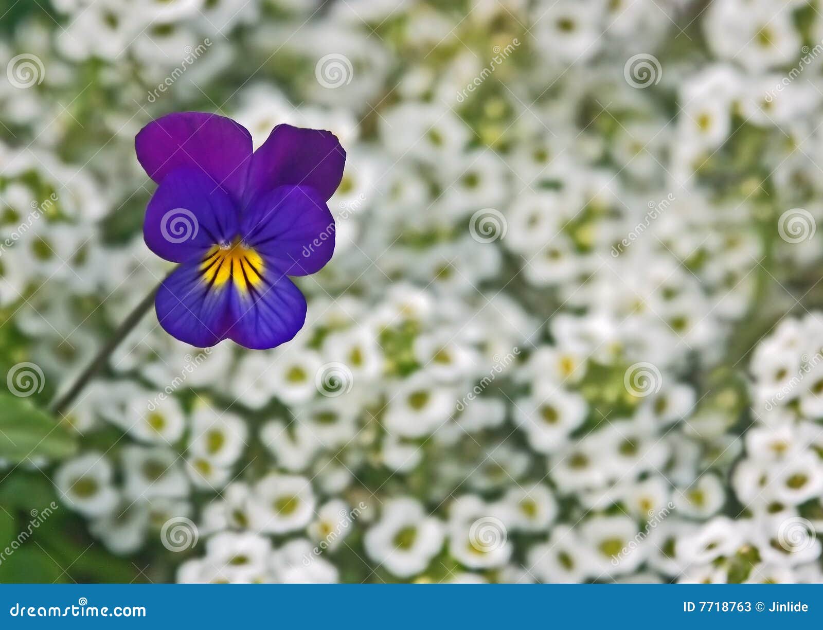Pensée Parmi De Petites Fleurs Blanches Image stock - Image du jardin,  herbe: 7718763