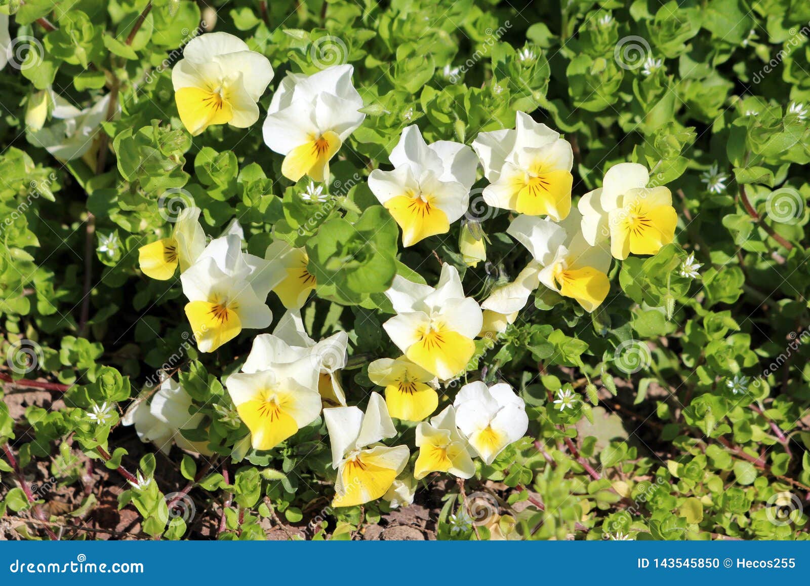 Pensée Sauvage Bicolore Blanche Et Jaune Ou Fleurs Sauvages Tricolores  D'alto Petites Avec Le Centre Jaune En Masse Planté Dans L Photo stock -  Image du pétales, coeur: 143545850