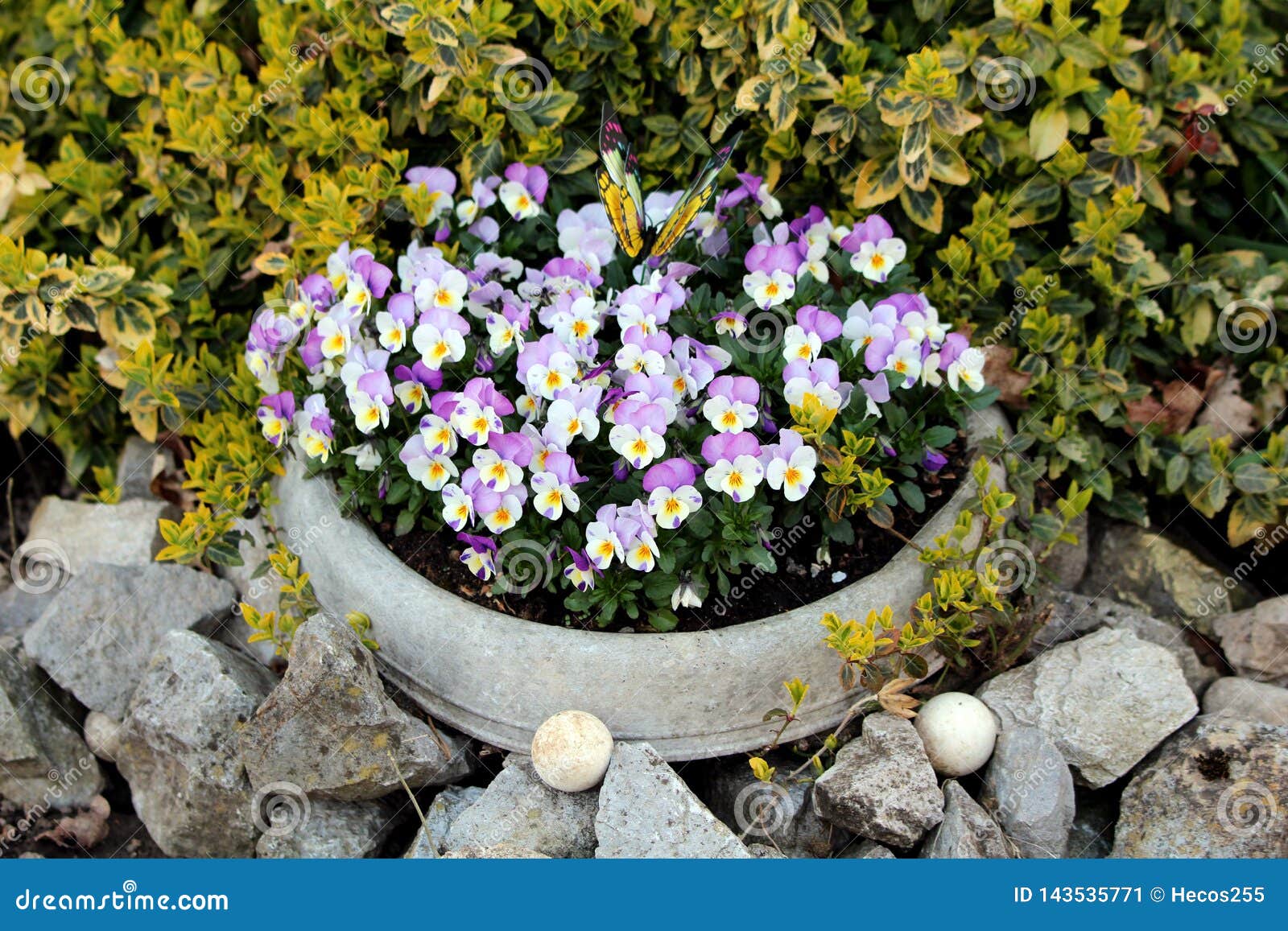 Pensée Sauvage Bicolore Mauve-clair Et Blanche Ou Fleurs Sauvages  Tricolores D'alto Petites En Masse Plantées Dans Le Pot De Fleu Image stock  - Image du pétales, roches: 143535771