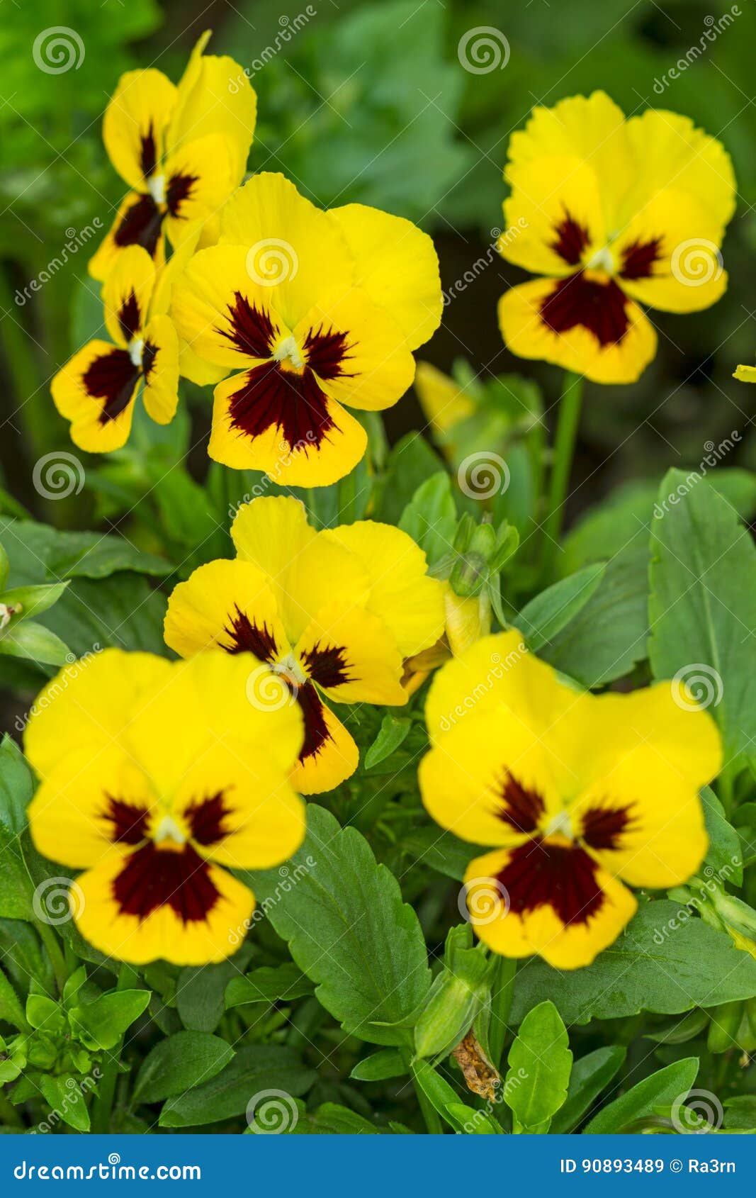 Pensées jaunes de fleur image stock. Image du ressort - 90893489