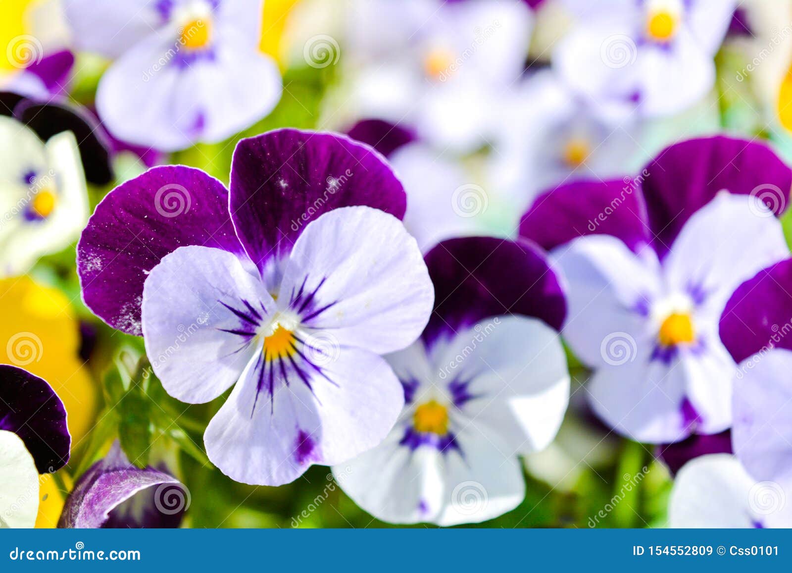 Pensamiento Del Jardín Con Los Pétalos Púrpuras Y Blancos Pensamiento  Híbrido O Pensamiento Tricolor De La Viola Imagen de archivo - Imagen de  estacional, planta: 154552809