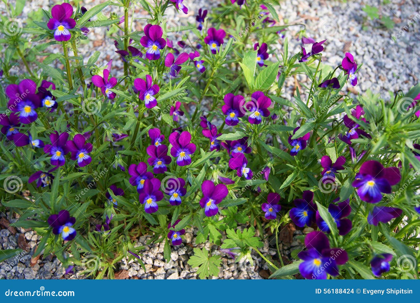 Sentirse mal sinsonte Tradicional Pensamiento Hermoso De La Flor Foto de archivo - Imagen de azul, color: 56188424 Sentirse mal sinsonte Tradicional Pensamiento Hermoso De La Flor Foto de archivo - Imagen de azul, color: 56188424