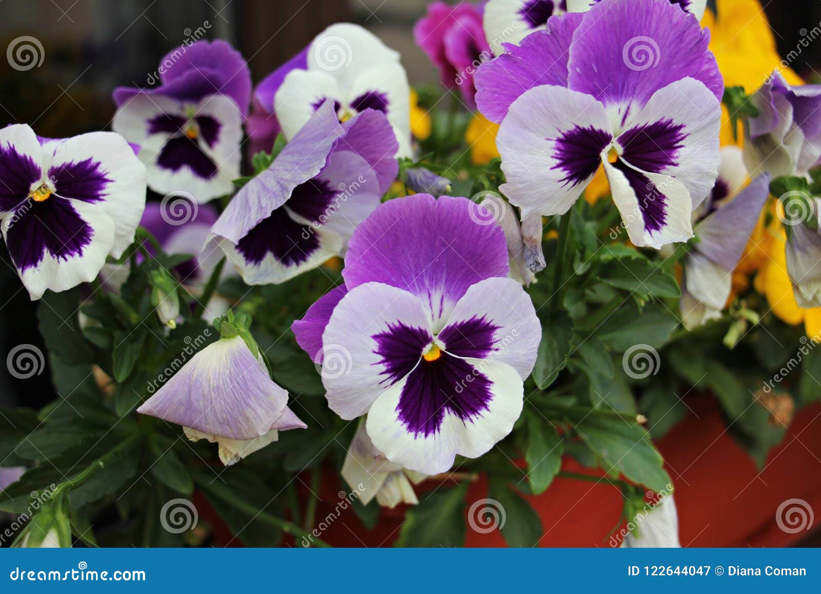 Pensamiento Violeta Y Blanco - Viola Tricolora - Flores En El Jardín Imagen  de archivo - Imagen de primavera, belleza: 122644047