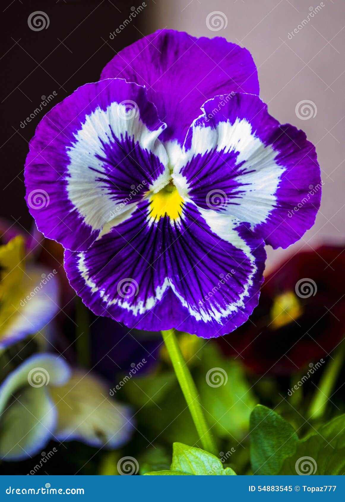 Pensamientos De Las Flores De Las Violetas Imagen de archivo - Imagen de  floral, cama: 54883545