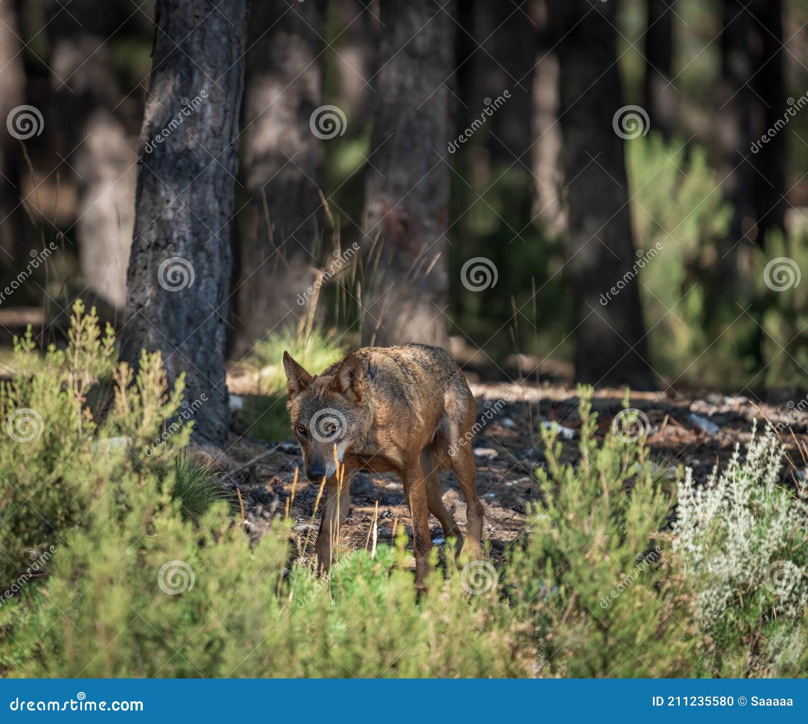 pensive canis lups signatus walking into the bush