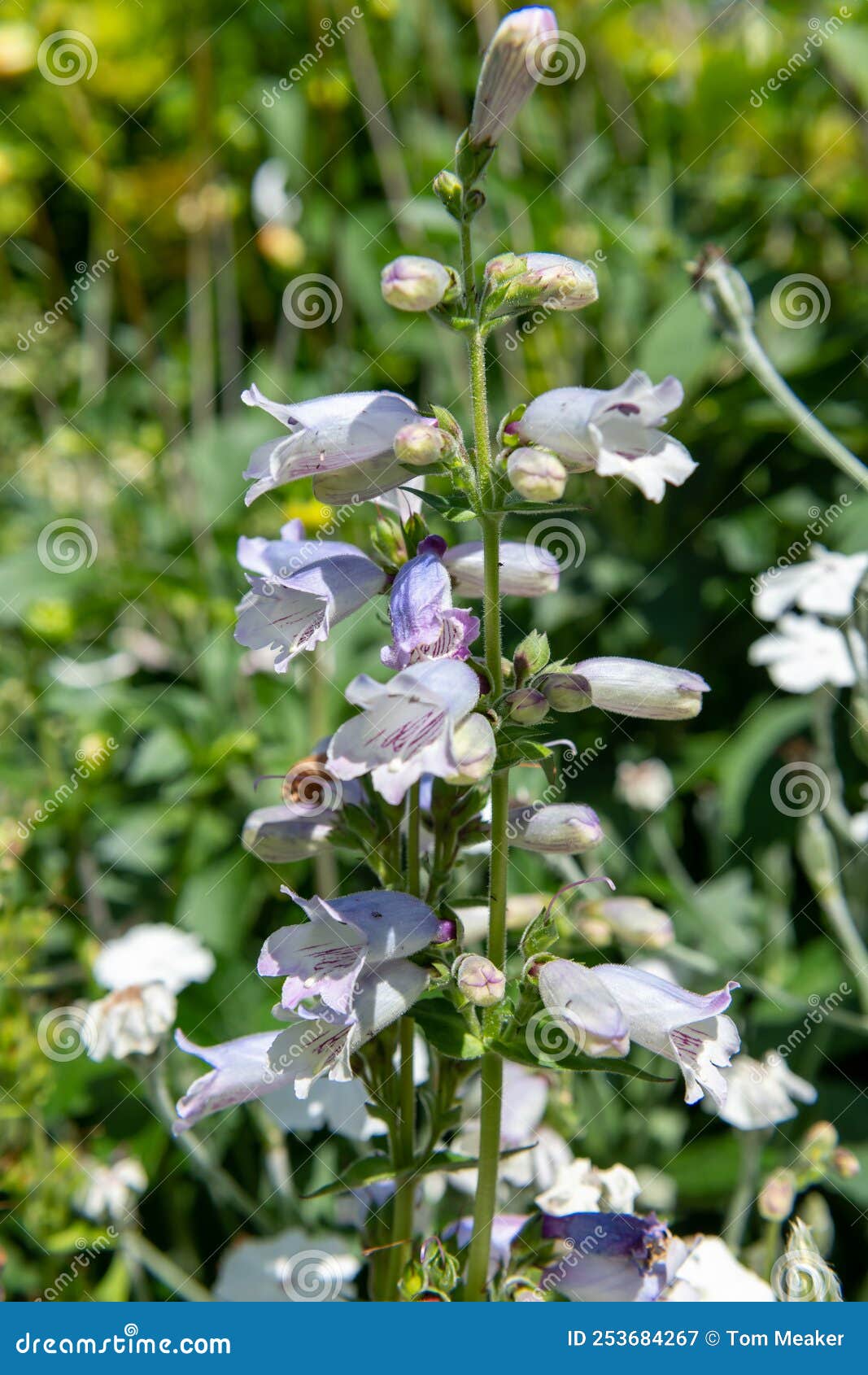 penstemon