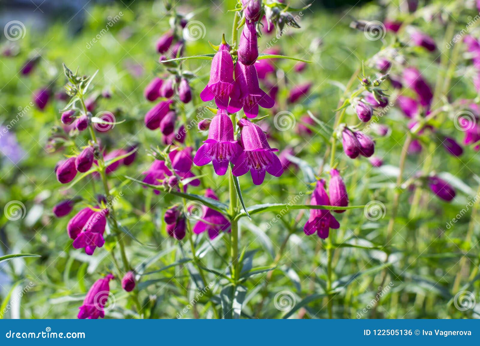 penstemon mexicali cultivar red rocks flowers, purple ornamental bell flowering small plant