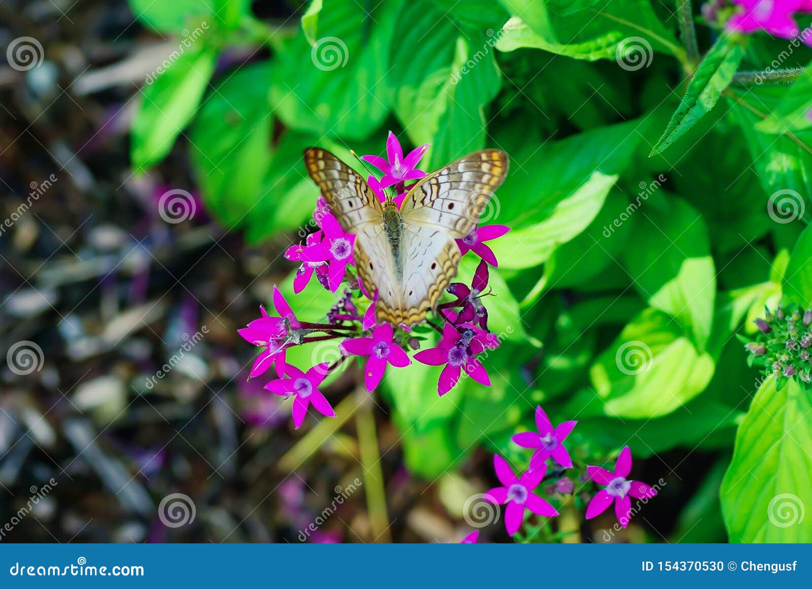 Pentas Lanceolata Flower and Butterfly Stock Photo Image of bright