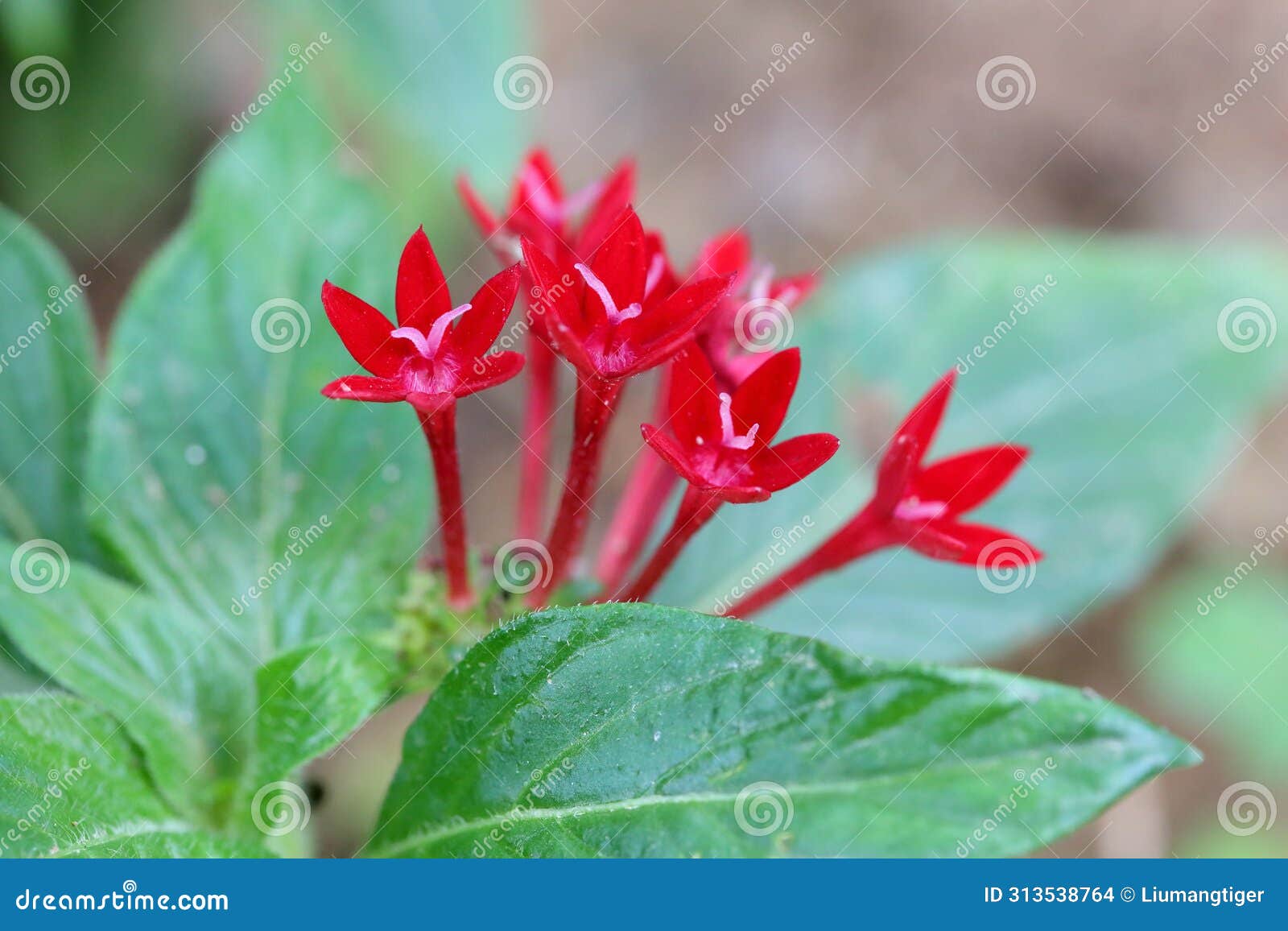 pentas lanceolata (forssk.) k. schum. flowers