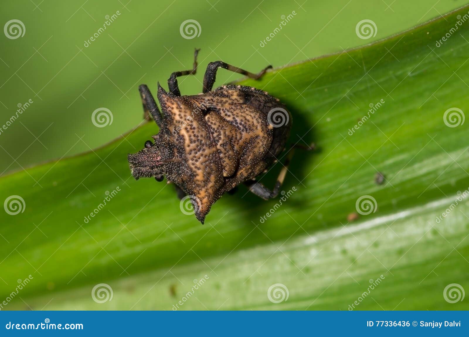 pentatomidae stink bug