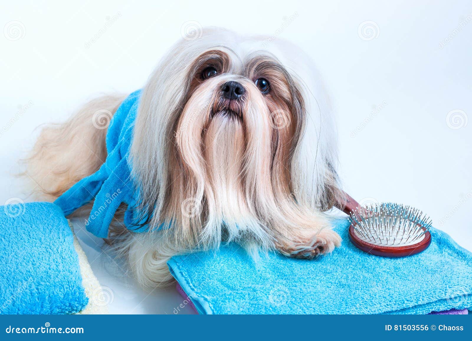 Penteado Do Cão Do Tzu De Shih Foto de Stock - Imagem de desgrenhado,  noivo: 81503556