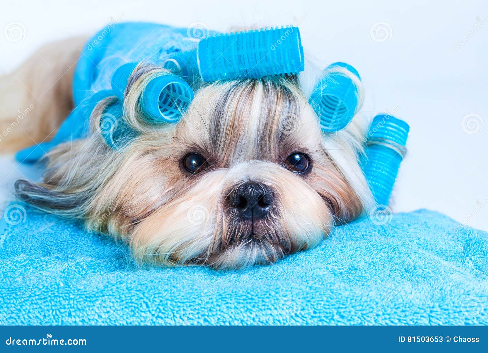Penteado Do Cão Do Tzu De Shih Imagem de Stock - Imagem de alvenaria,  cabeleira: 81503653