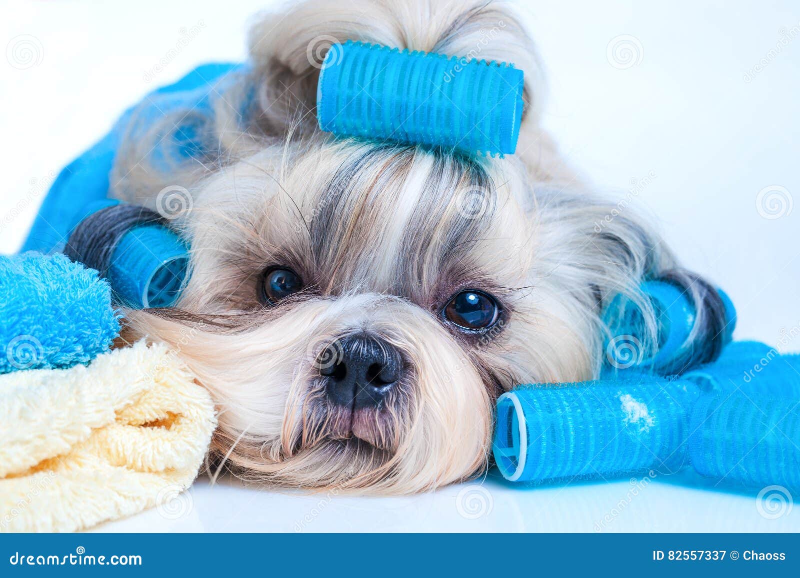 Penteado Do Cão Do Tzu De Shih Imagem de Stock - Imagem de aliciamento,  toalha: 82557337