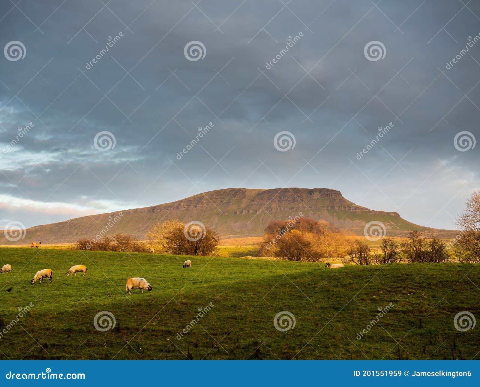 pen-y-ghent mountain with swaledale sheep