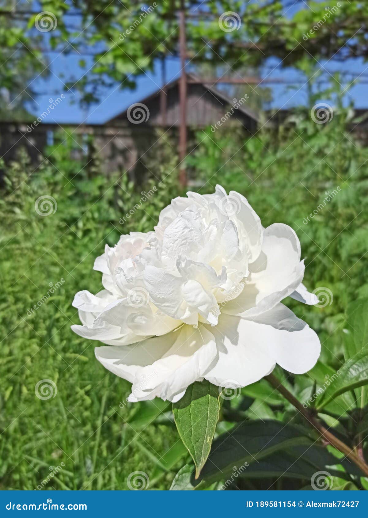 Peonía Blanca Floreciendo En El Jardín. Flor De Junco Foto de archivo - Imagen de blanco, hoja: 189581154 Peonía Blanca Floreciendo En El Jardín. Flor De Junco Foto de archivo - Imagen de blanco, hoja: 189581154
